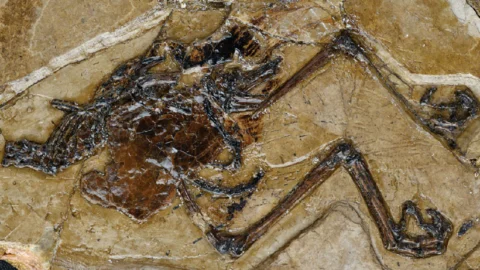 110 மில்லியன் ஆண்டு முட்டையுடன் புதைபடிவப் பறவை! (Fossil Bird)