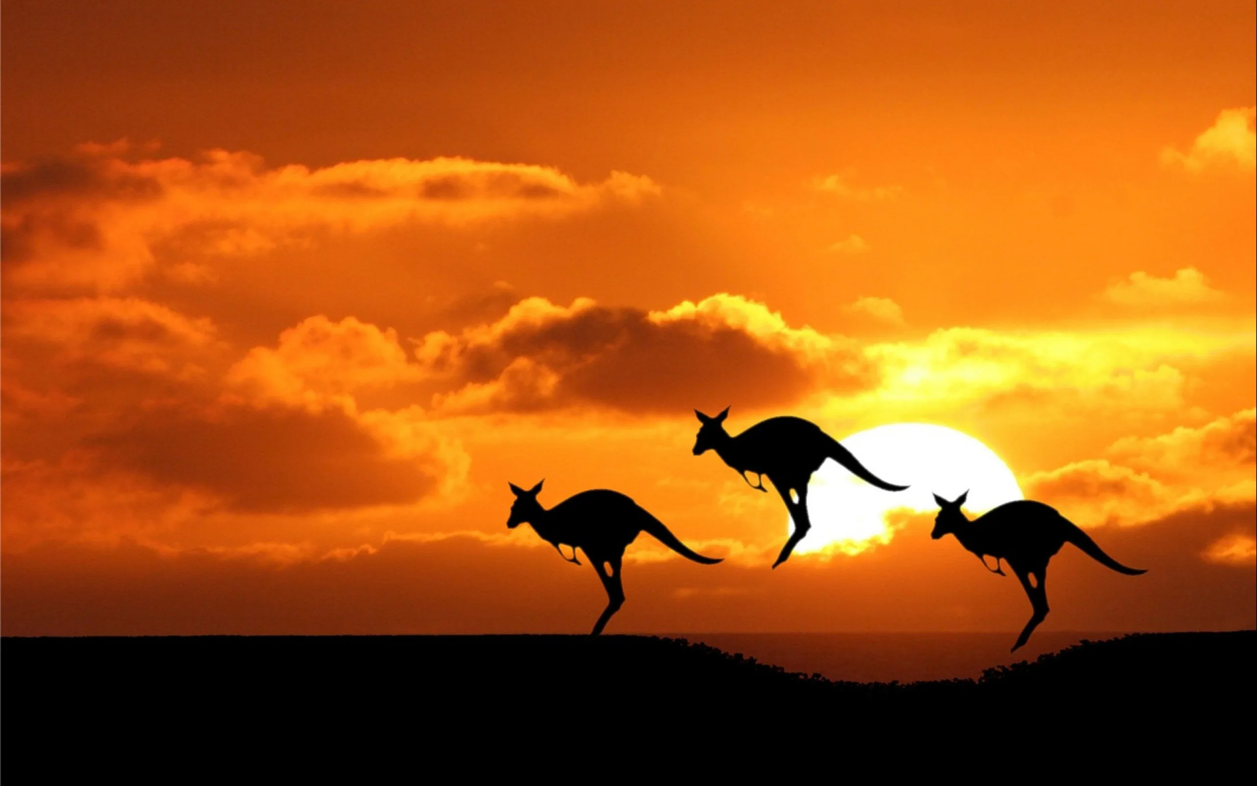 கங்காரு போன்ற பைப்பாலூட்டி விலங்குகளின் பரிணாமம்! (Marsupials)