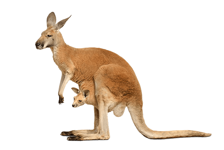 Kangaroo