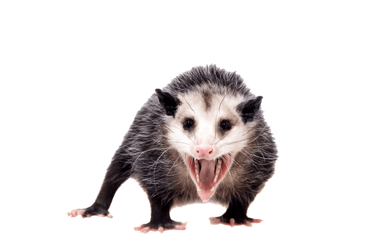 Opossum