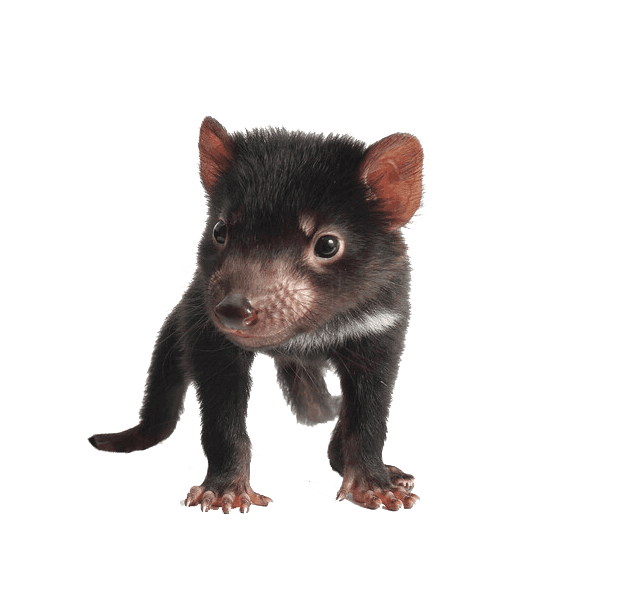 Tasmanian Devil