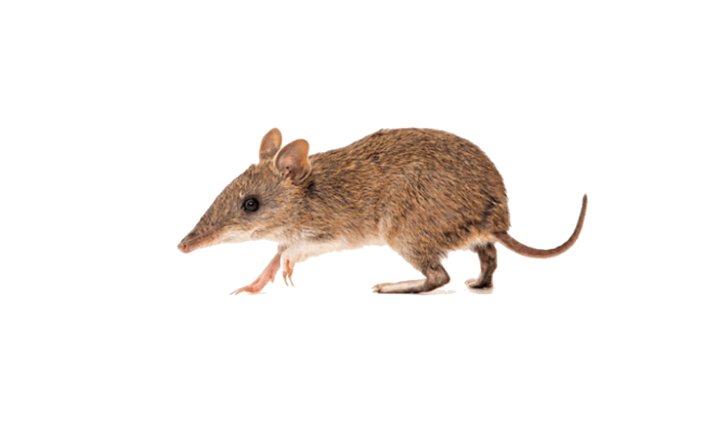 Bandicoots