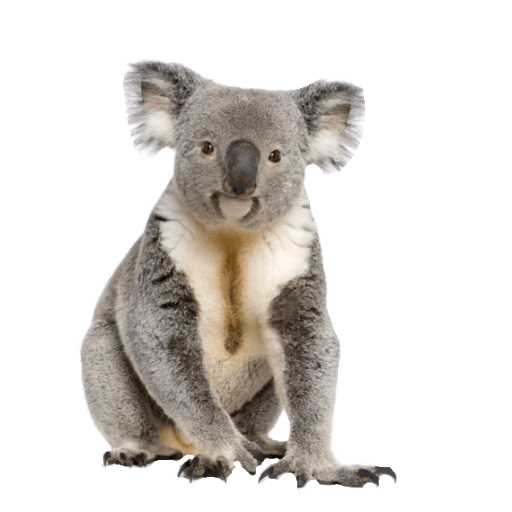 Koala