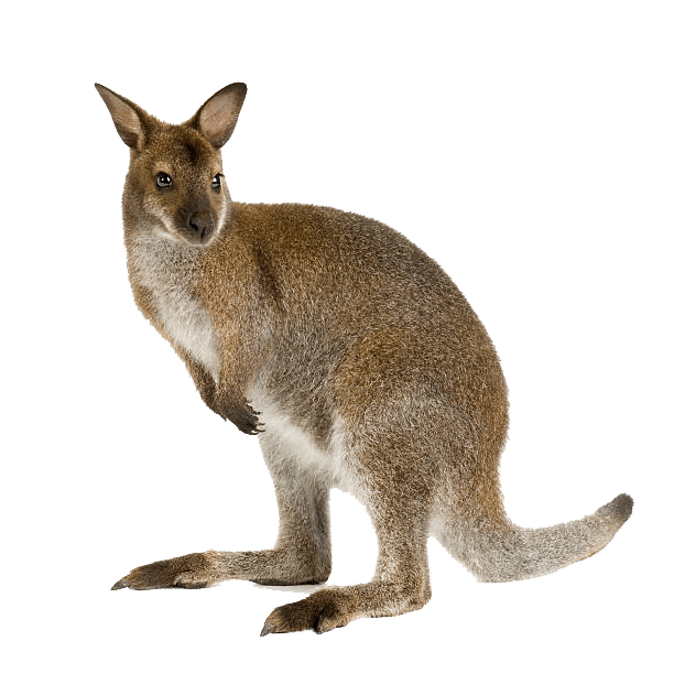Wallaby