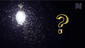 insects attract to light