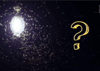 Tamil News 68 insects attract to light