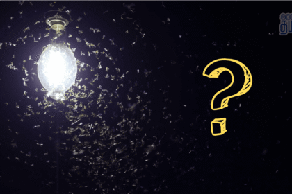 insects attract to light