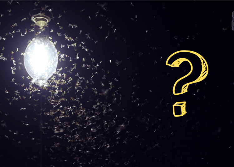 insects attract to light