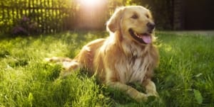 facts about dogs