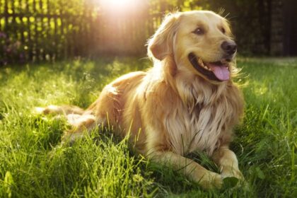 facts about dogs