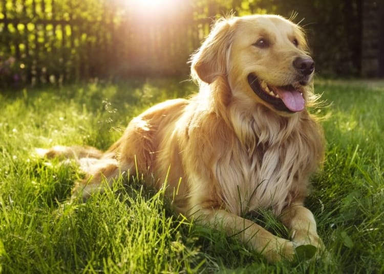 facts about dogs
