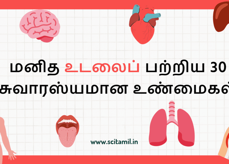 மனித உடலைப் பற்றிய 30 சுவாரஸ்யமான உண்மைகள்