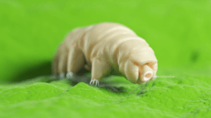 water bear