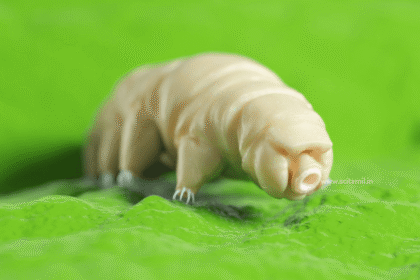 water bear