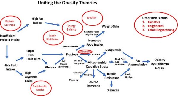 obesity diagram