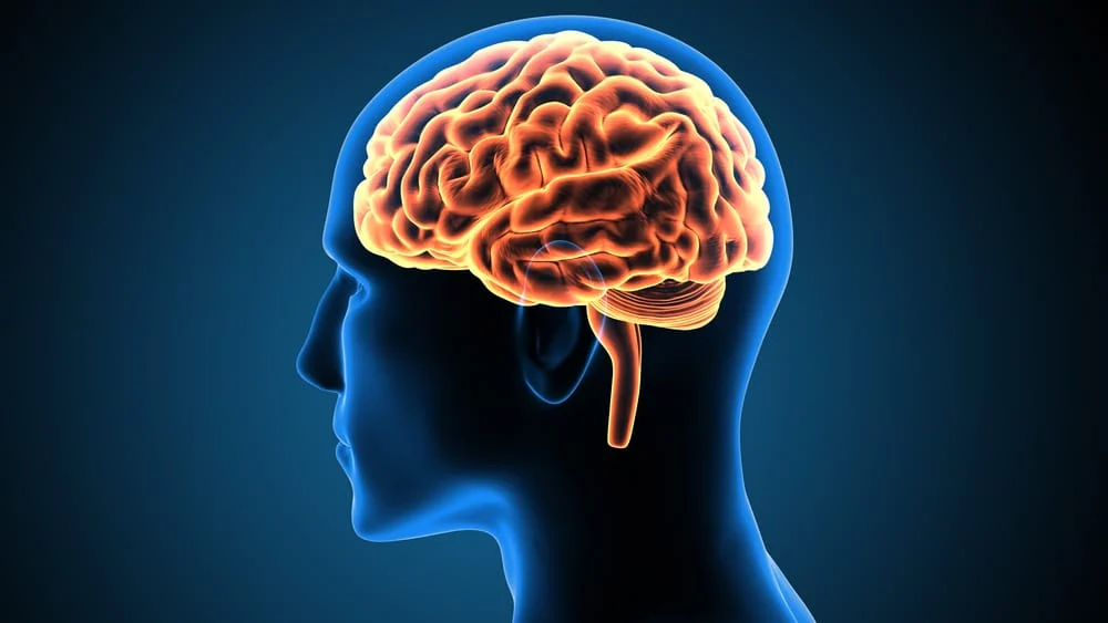 மனித மூளையின் வியக்கவைக்கும் உடலியங்கியல் (Human Brain Science)