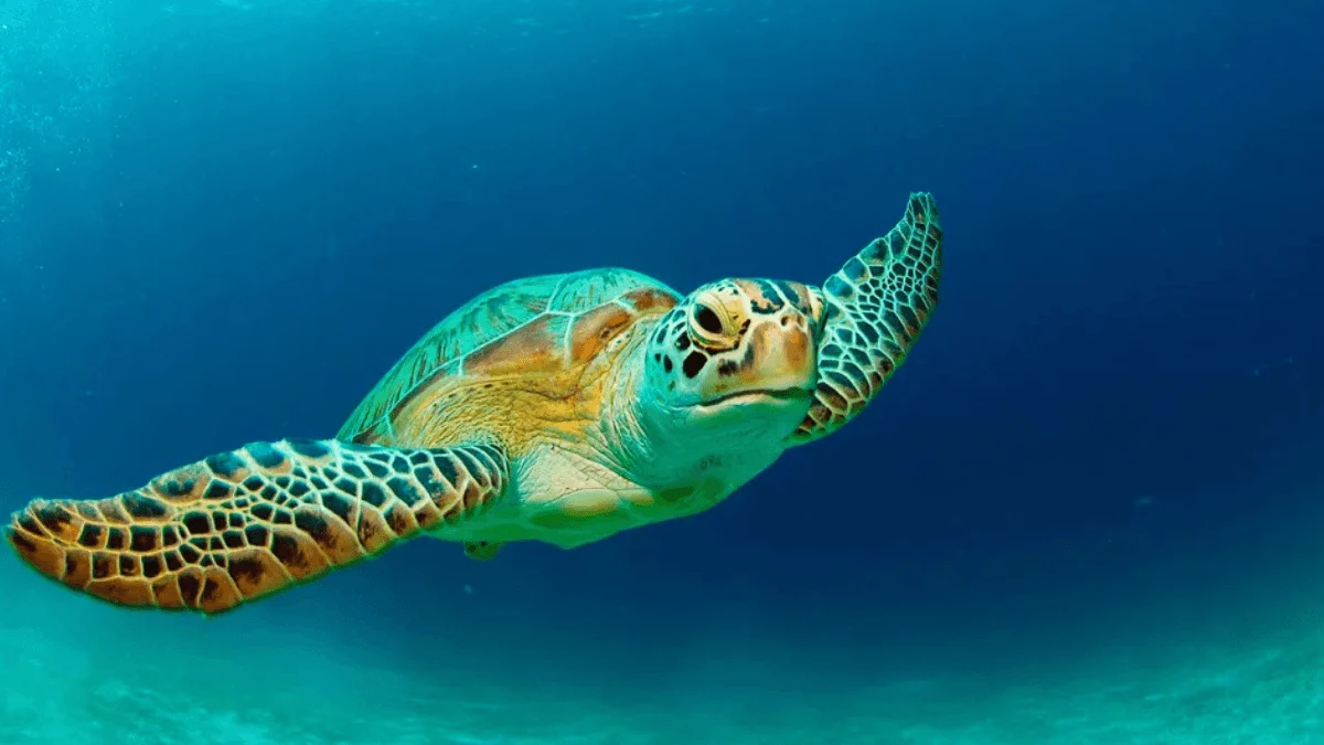 கடல் வெப்பத்தால் கடல் ஆமைகள் பாதிக்கப்படுவது ஏன்? (Sea Turtles அழிவு)