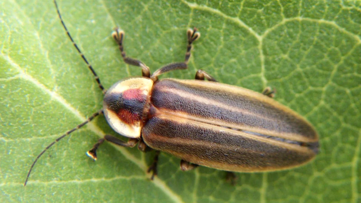 How Do Fireflies Glow at Night? The Science of Cold Light