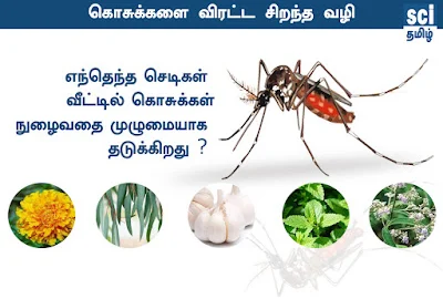 வீட்டில் கொசுக்கள் நுழையாமல் தடுக்கும் 6 மூலிகைச் செடிகள்! (Plants)