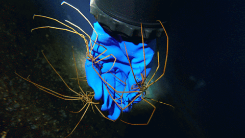 அண்டார்டிகாவில் வாழும் ராட்சத கடல் சிலந்திகள்! (Sea Spider)